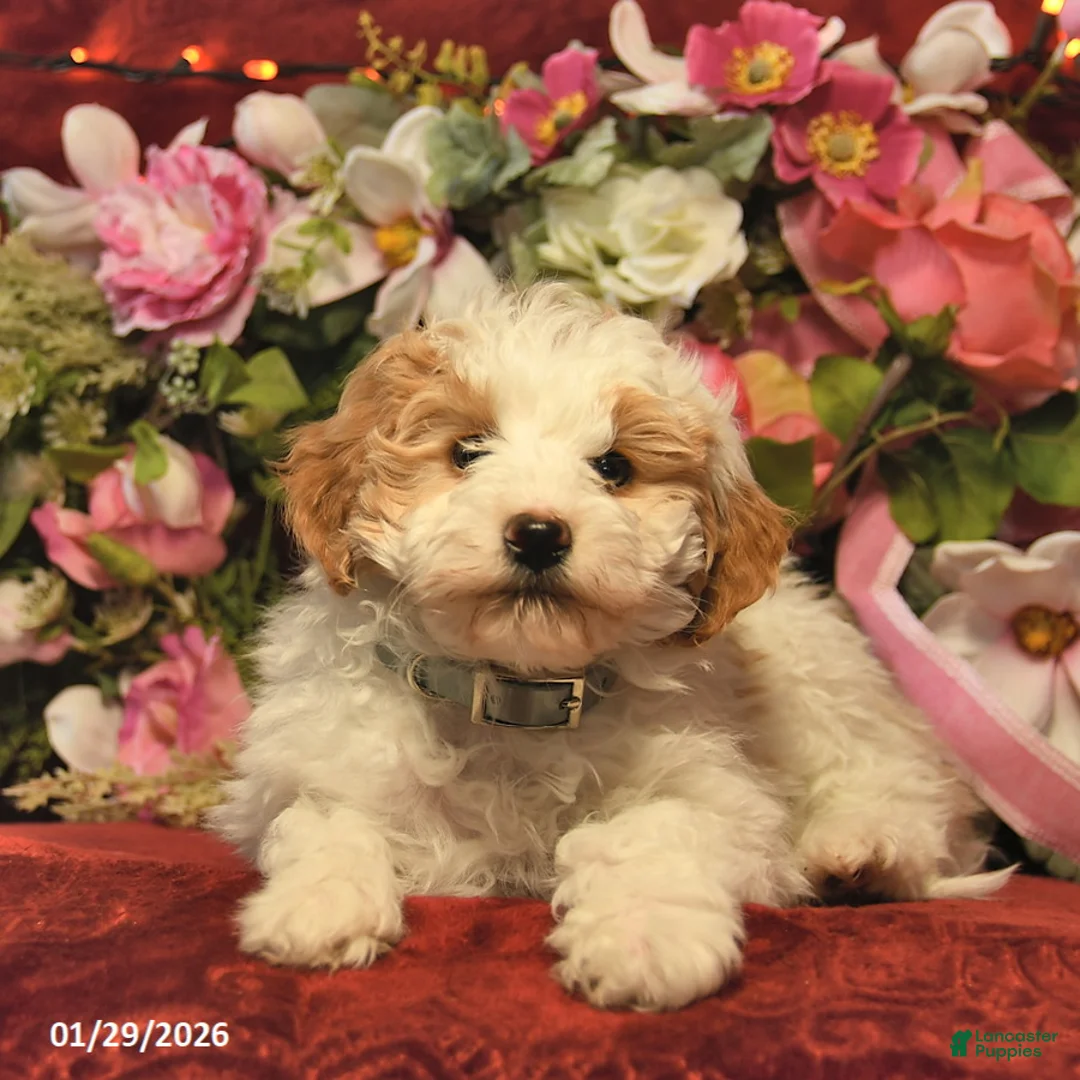 Mini Goldendoodle dogs for sale: Dandy Doser  - Ad 4