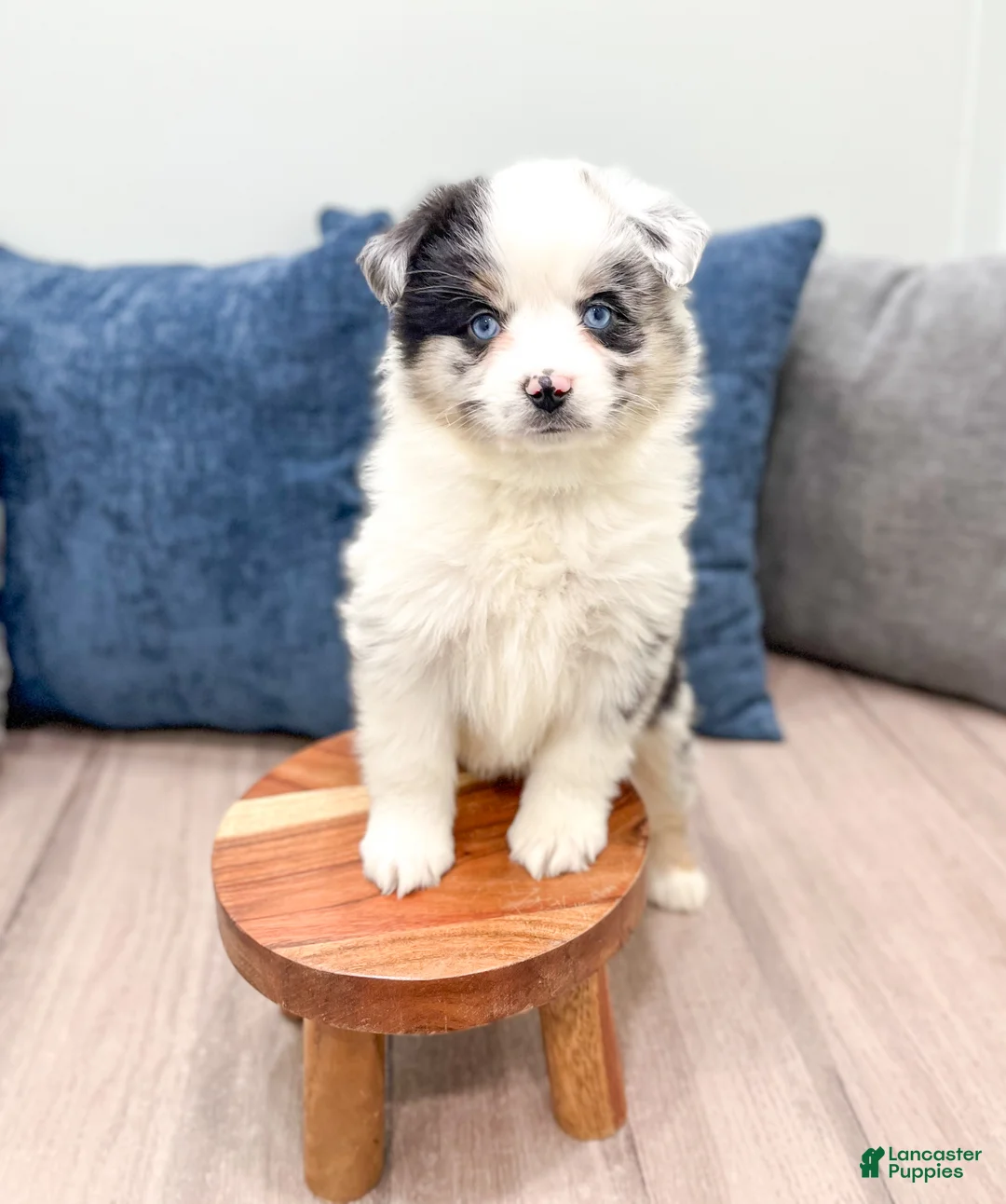 Miniature Australian Shepherd dogs for sale: Lily - Ad 2