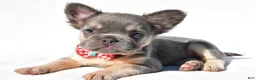 French Bulldog dogs for sale: Nickel - Ad 9
