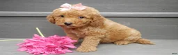 Mini Goldendoodle dogs for sale: Zara - Ad 4