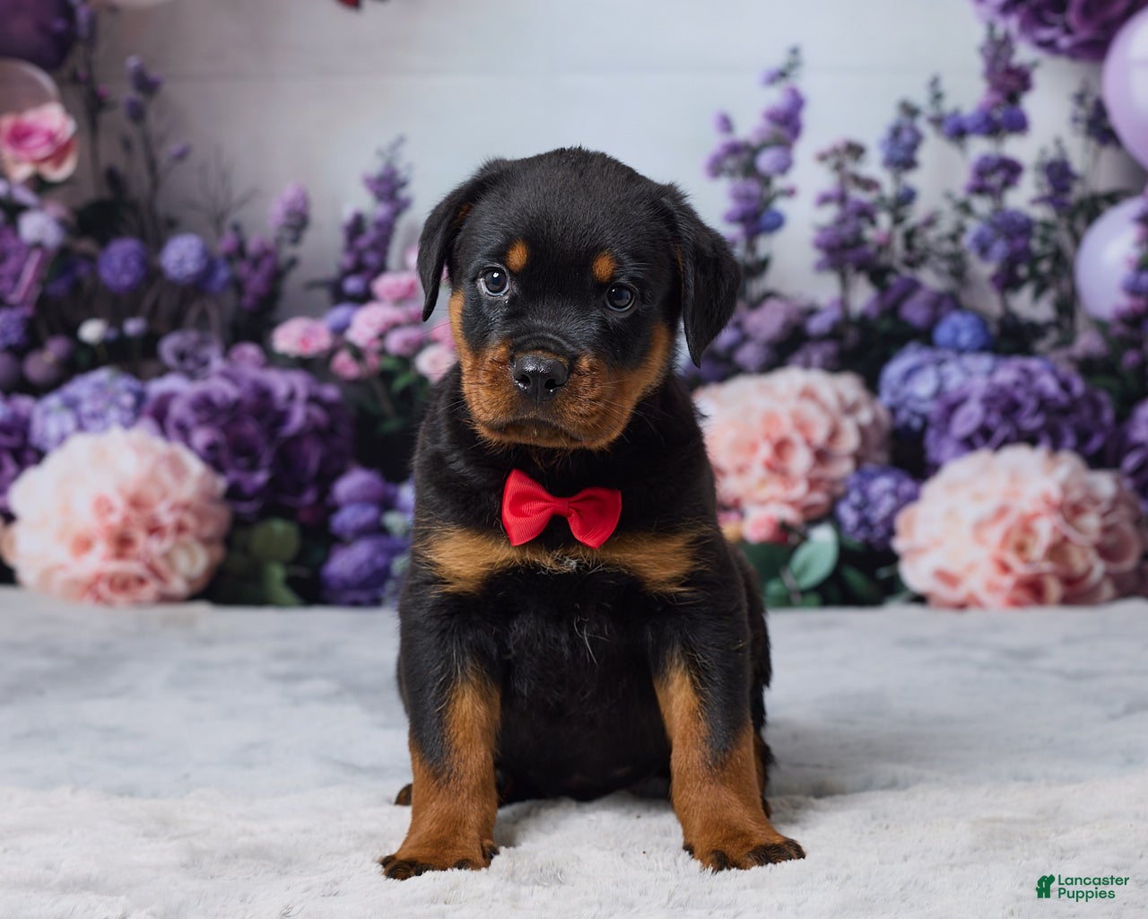 Rottweiler dogs Gunnar - Ad 1