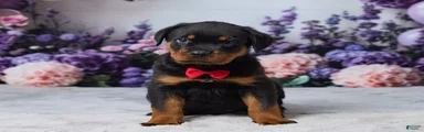 Gunnar