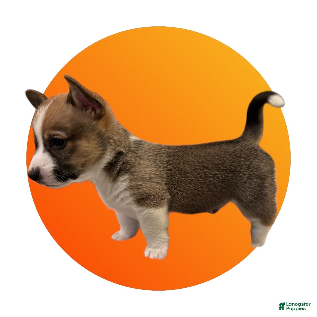 Mixed Breed dogs Jasper - Ad 4