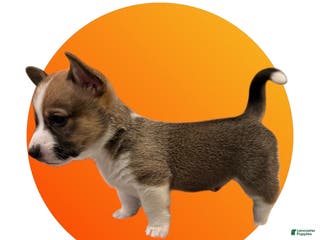 Mixed Breed dogs Jasper - Ad 18