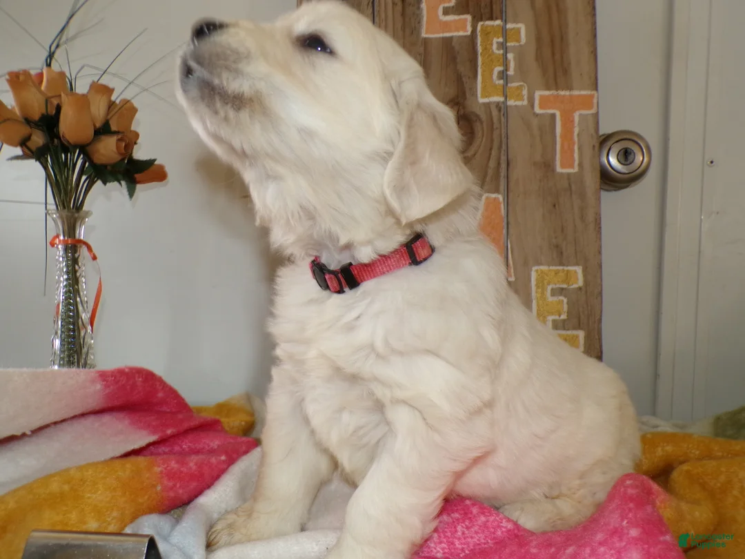 Golden Retriever dogs for sale: Golden Retriever Puppy 5 Friske - Ad 5
