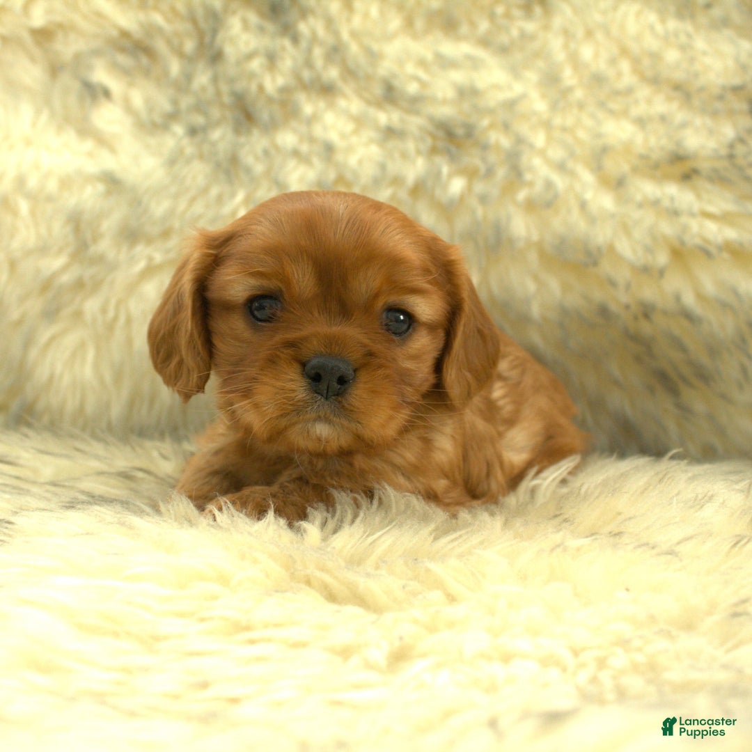 Cavalier King Charles Spaniel dogs for sale: Peter - Ad 3