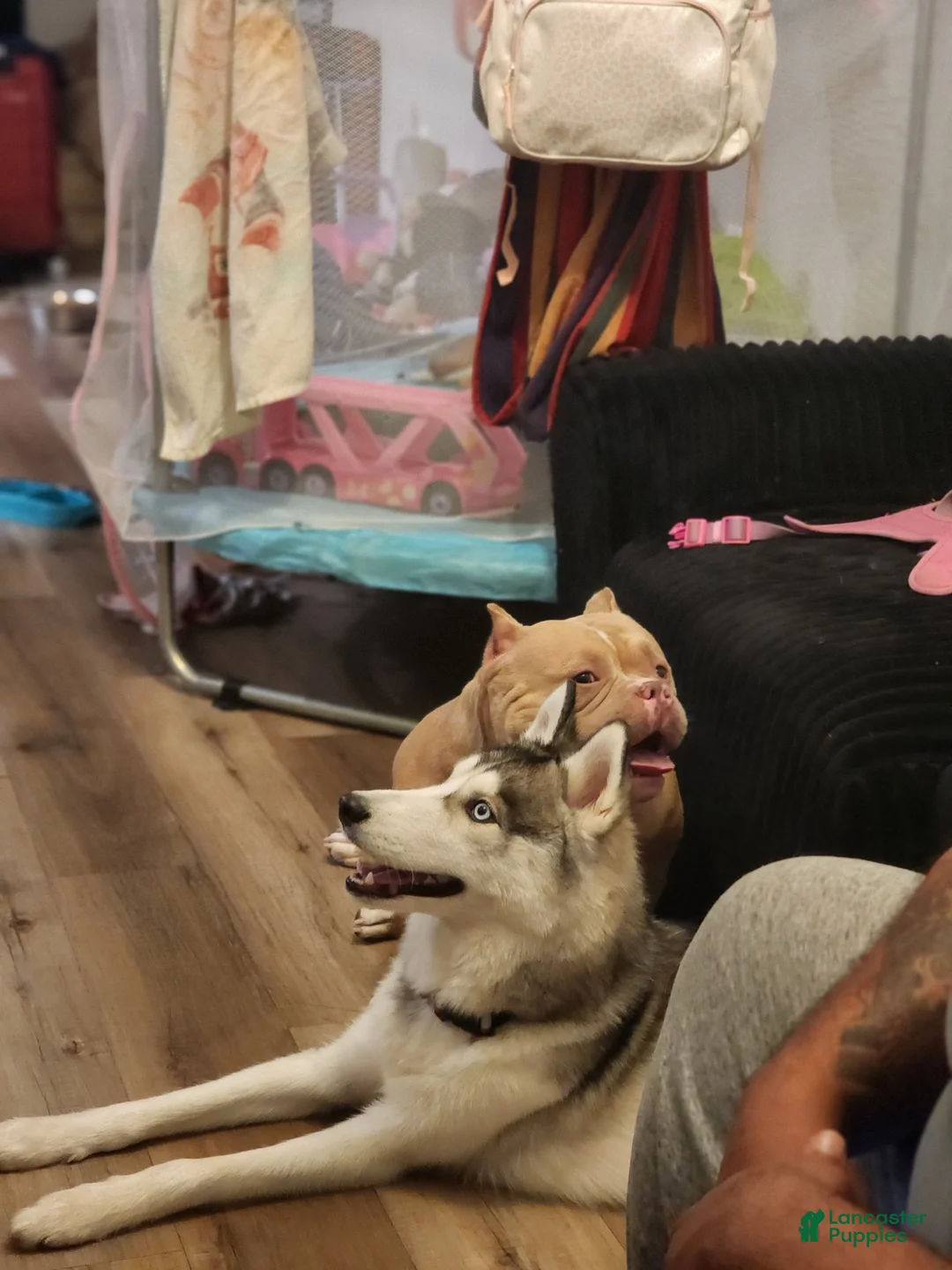 Siberian Husky dogs for sale: Siberian Husky Puppy 1 - Ad 2