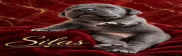 Cane Corso dogs for sale: Silas - Ad 12