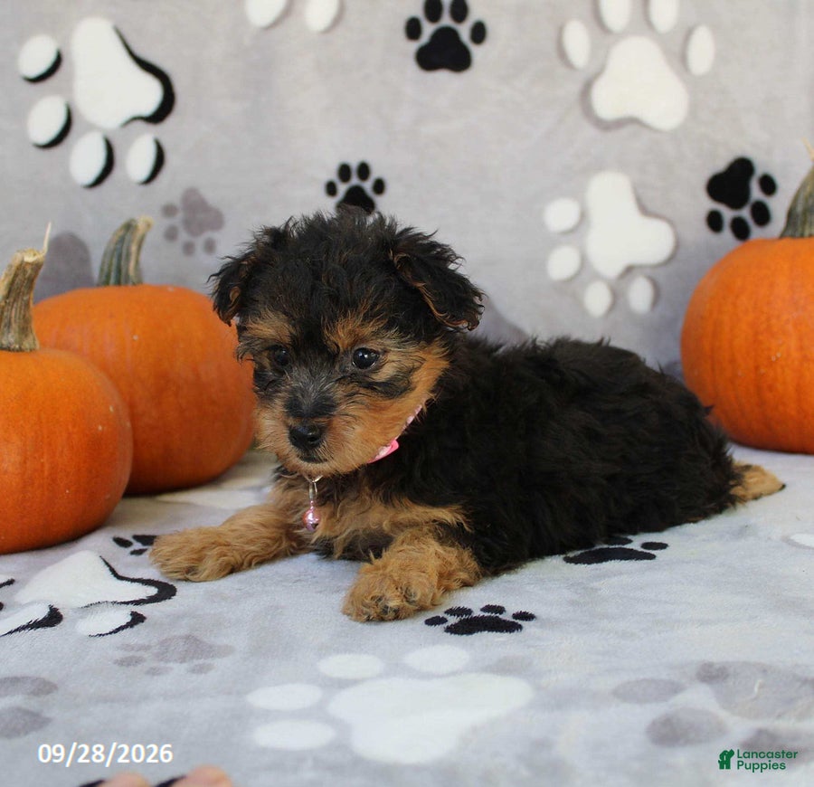Yorkiepoo dogs Sabrina - Ad 2