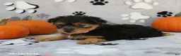 Yorkiepoo dogs for sale: Sabrina - Ad 2
