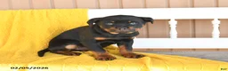 Rottweiler dogs for sale: Sophie - Ad 3