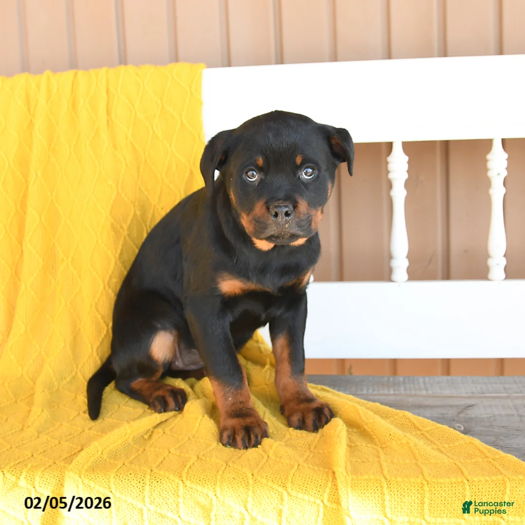 Rottweiler dogs for sale: Sophie - Ad 3