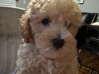 Maltipoo dogs - Ad 4