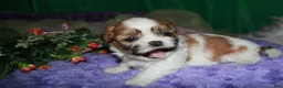 Shih Tzu dogs for sale: Mojo - Ad 6