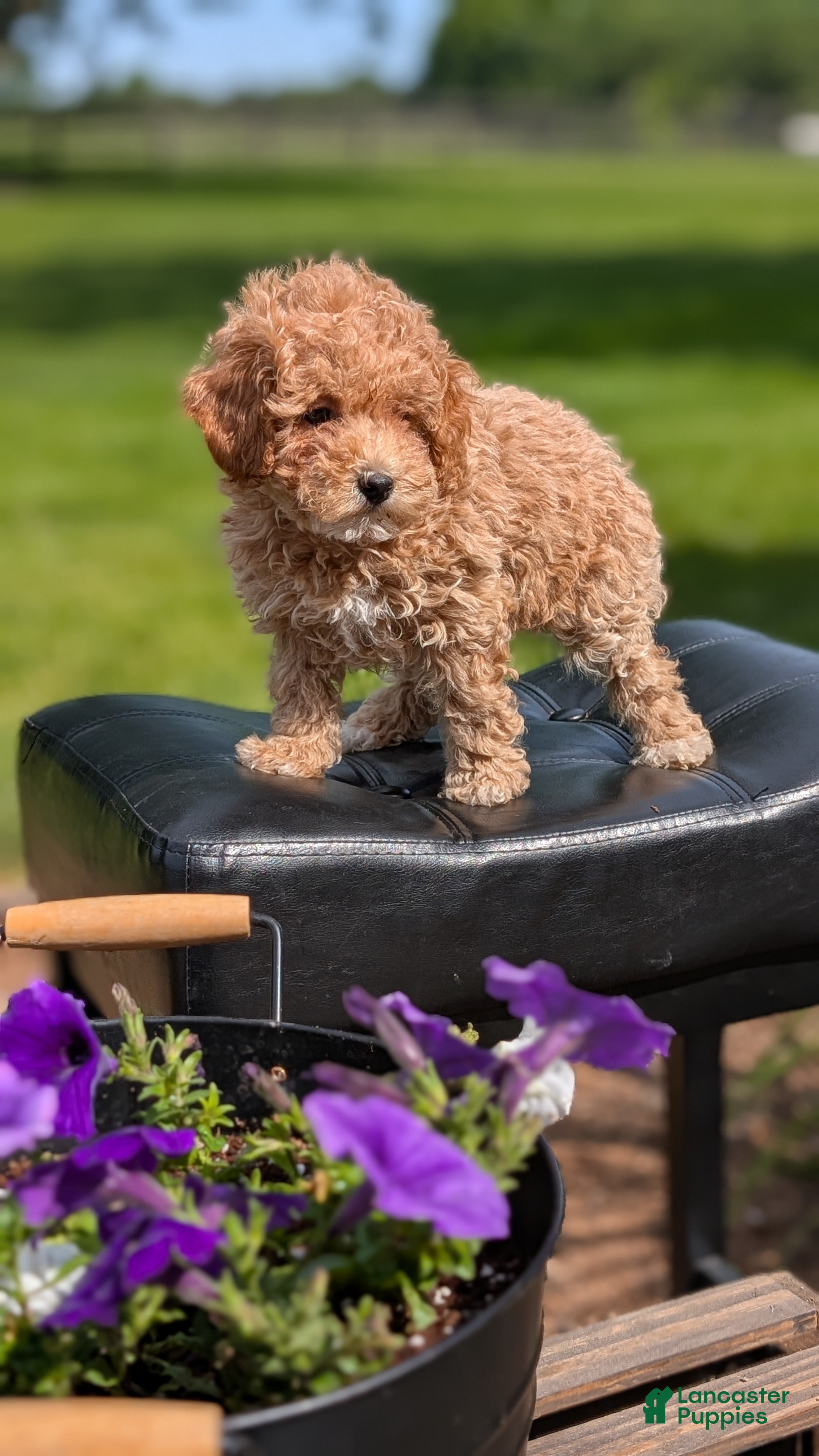 Miniature Poodle dogs Mya - Ad 2
