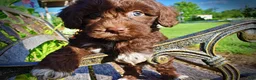 Havapoo dogs for sale: Cookie - Ad 5