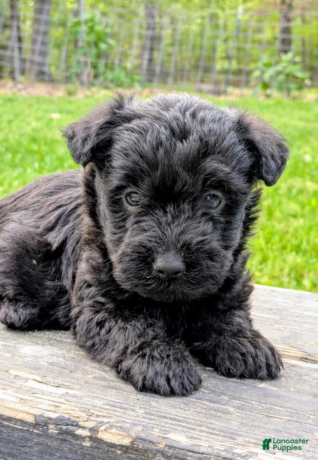 Mixed Breed dogs for sale: Chase - Ad 1