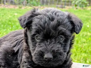 Mixed Breed dogs for sale: Chase - Ad 4