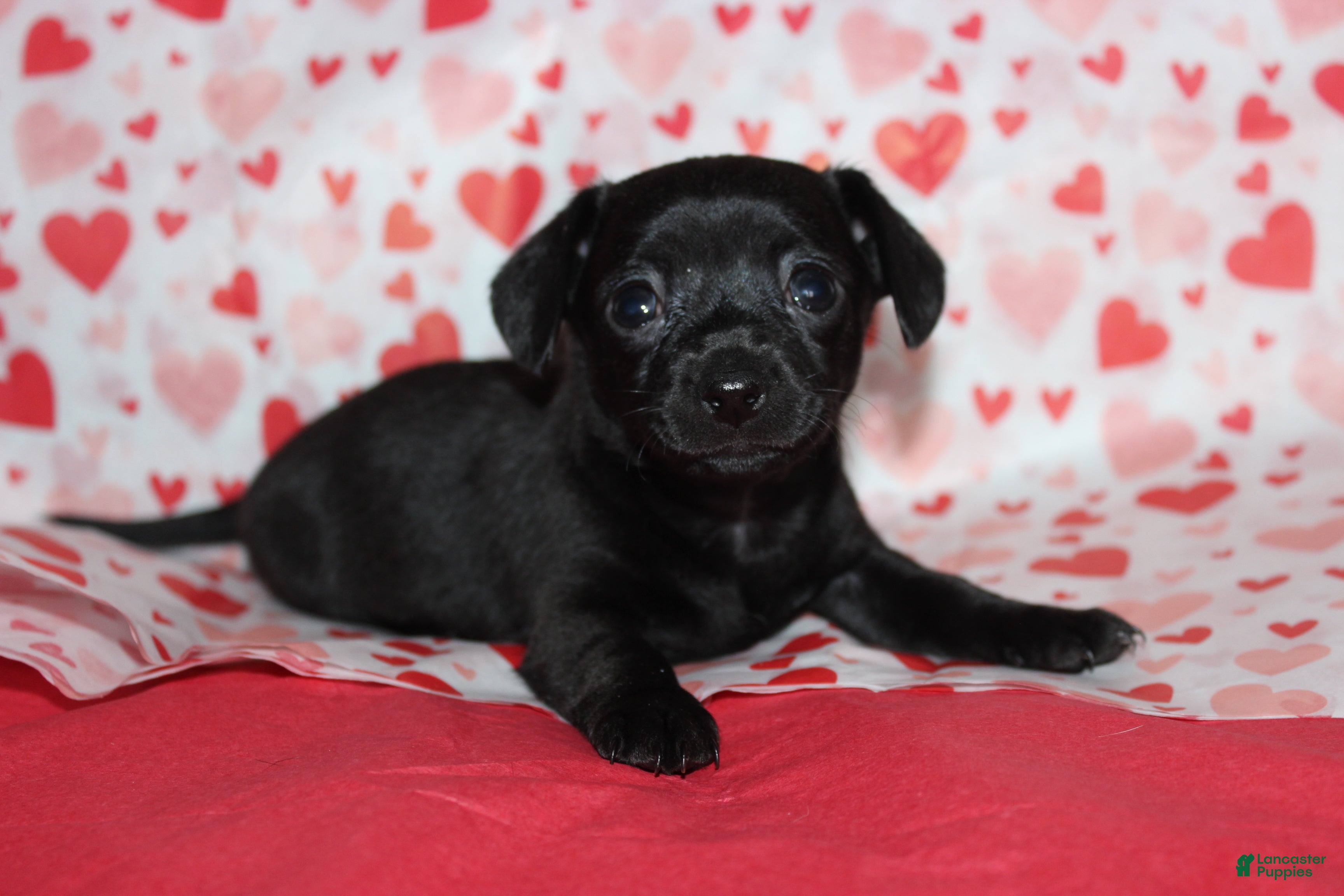 Chiweenie dogs Mimi - Ad 1