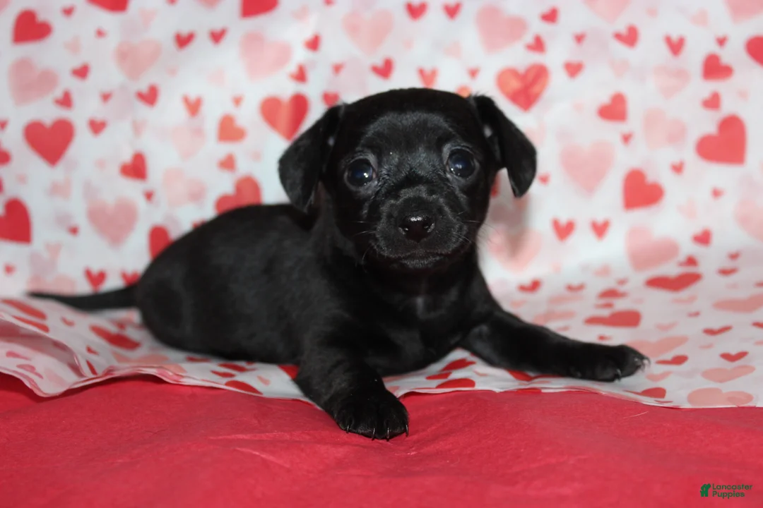 Chiweenie dogs for sale: Mimi - Ad 1