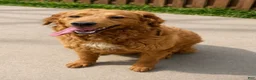 Goberian dogs for sale: Reeses - Ad 1