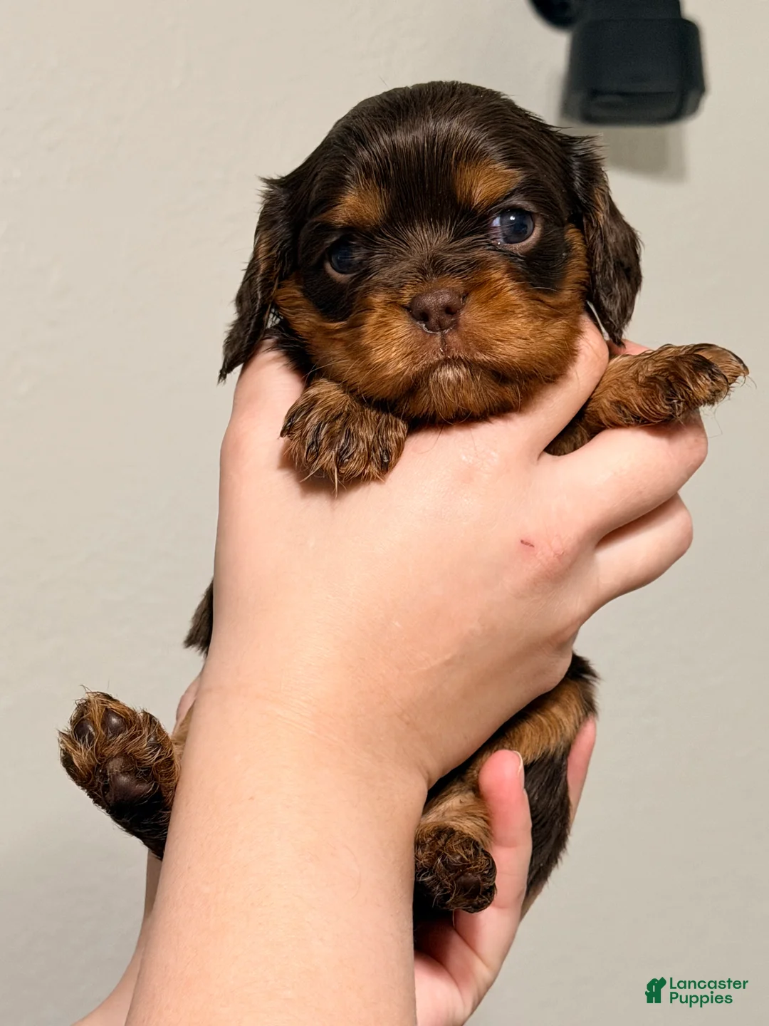 Cavalier King Charles Spaniel dogs for sale: Cavalier King Charles Spaniel Puppy 4 - Ad 2