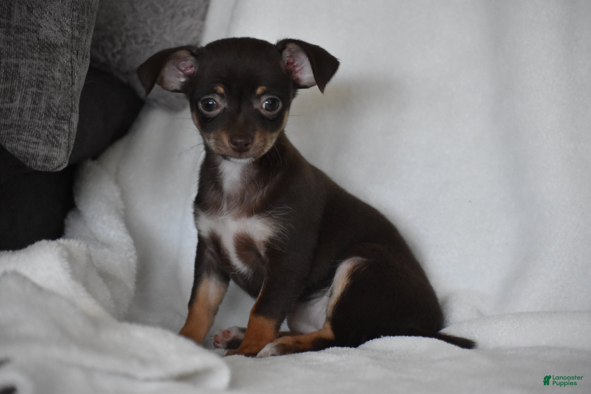 Chihuahua dogs Rolo - Ad 1