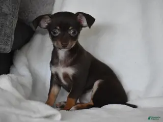 Chihuahua dogs for sale: Rolo - Ad 2