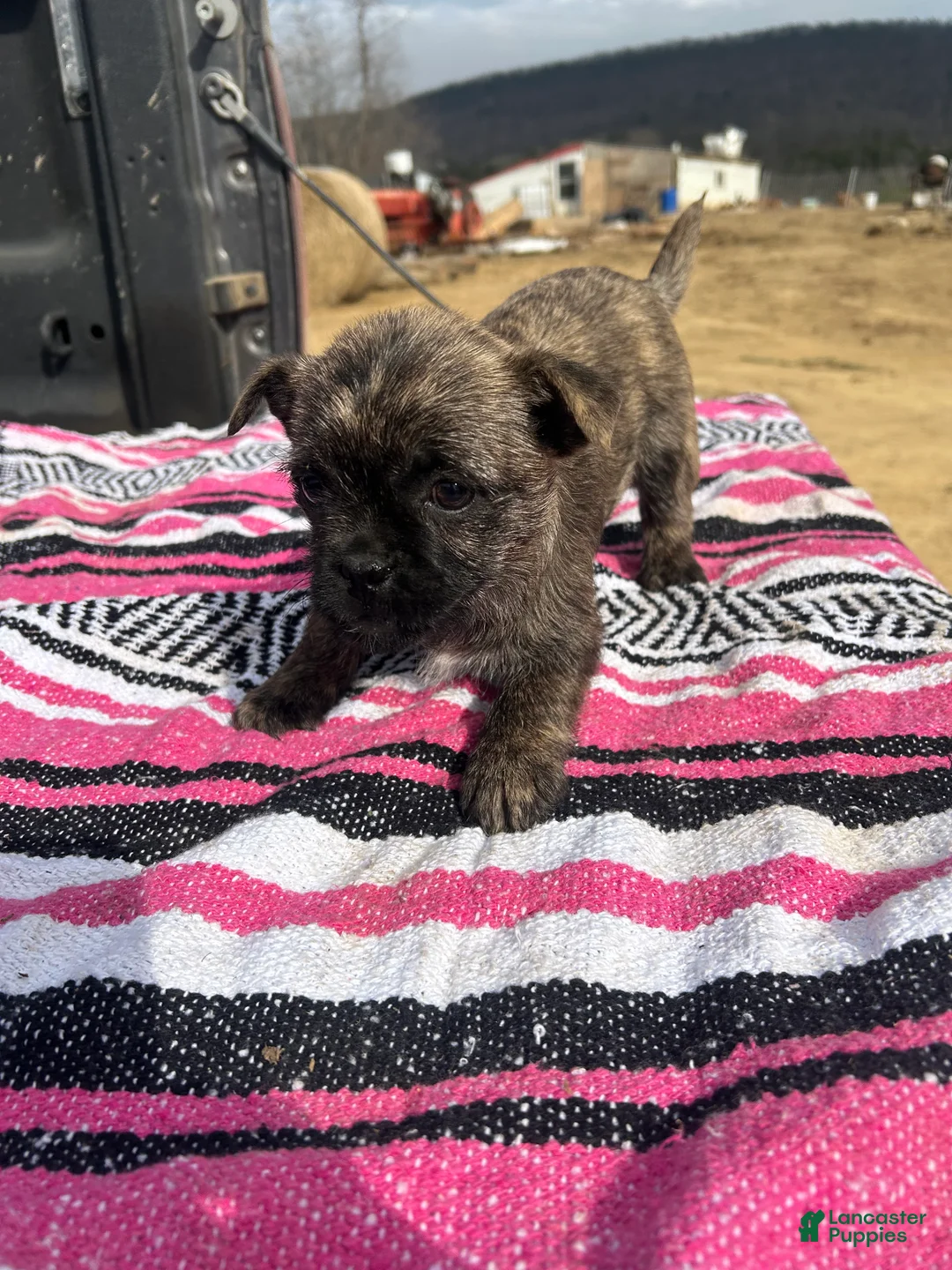 Mixed Breed dogs for sale: London - Ad 1