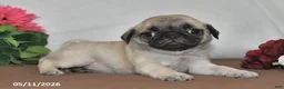 Pug dogs for sale: Daisy - Ad 2