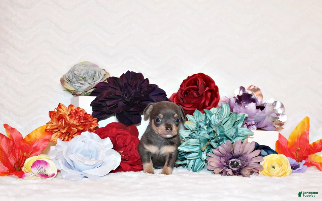 Chihuahua dogs for sale: Yogi - Ad 2