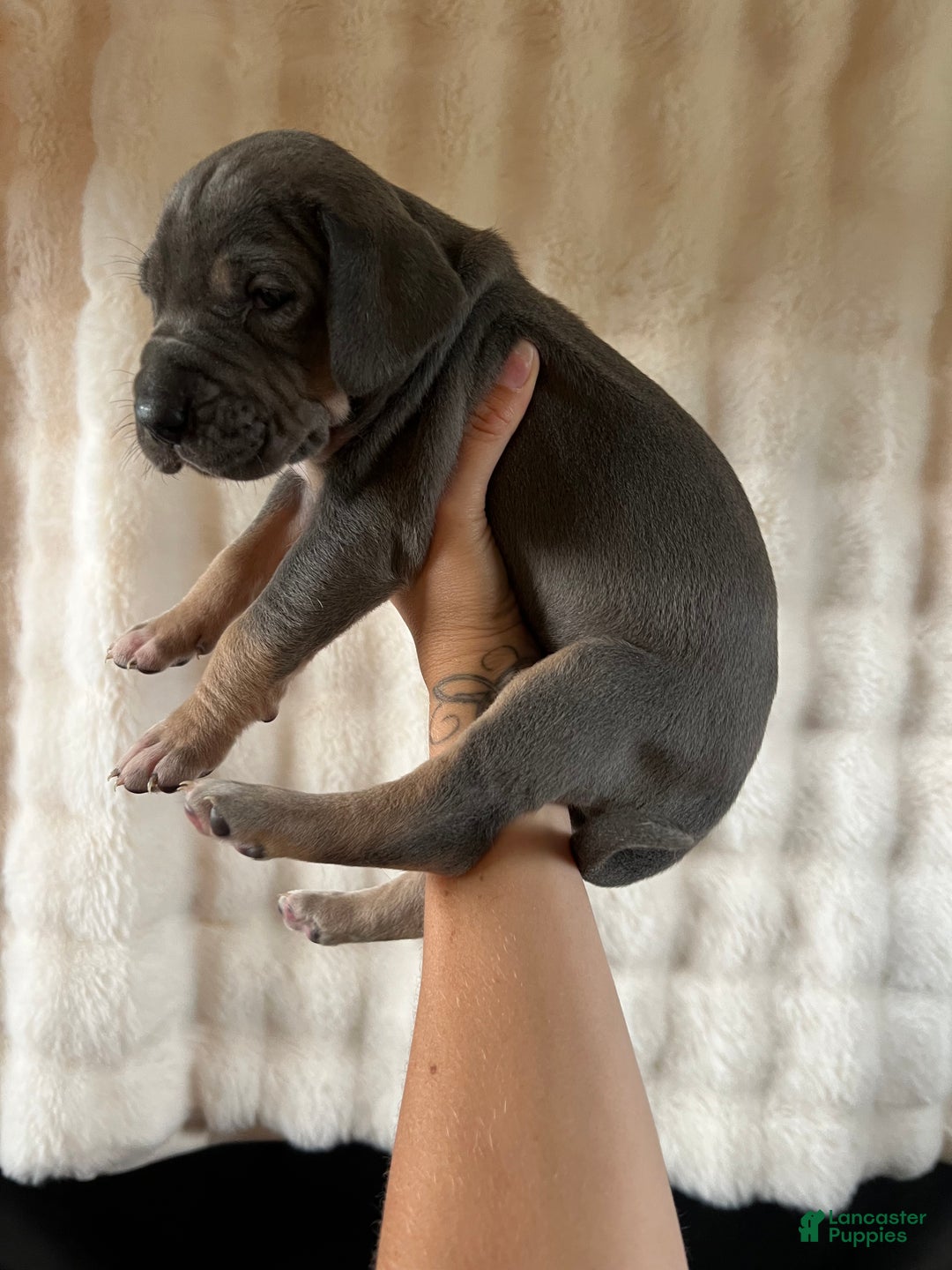 Great Dane dogs for sale: Smarty  - Ad 2