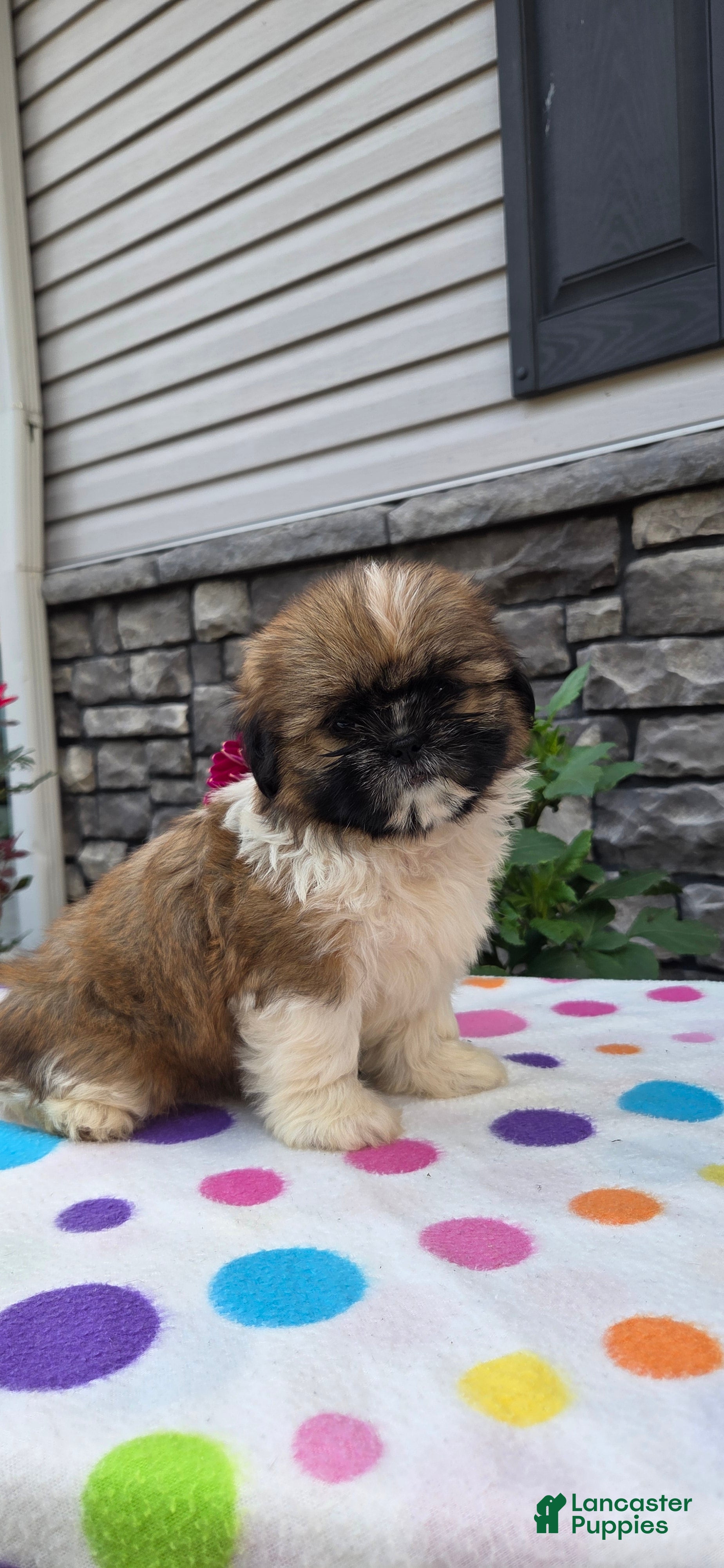 Shih Tzu dogs Olivia  - Ad 1