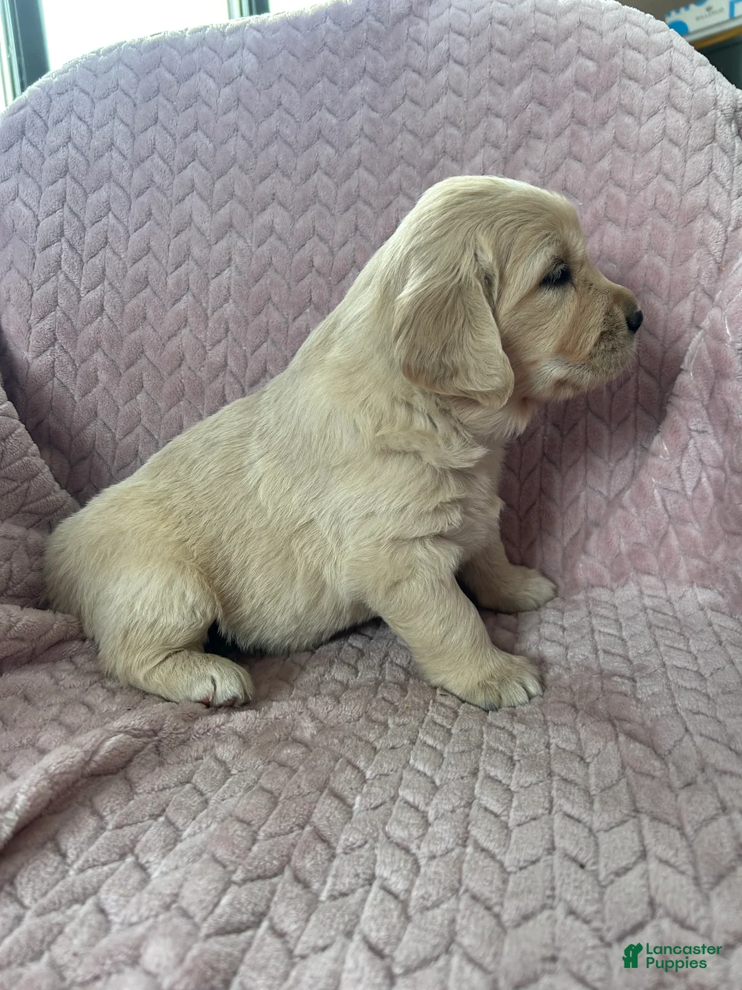Golden Retriever dogs for sale: Muffin - Ad 15