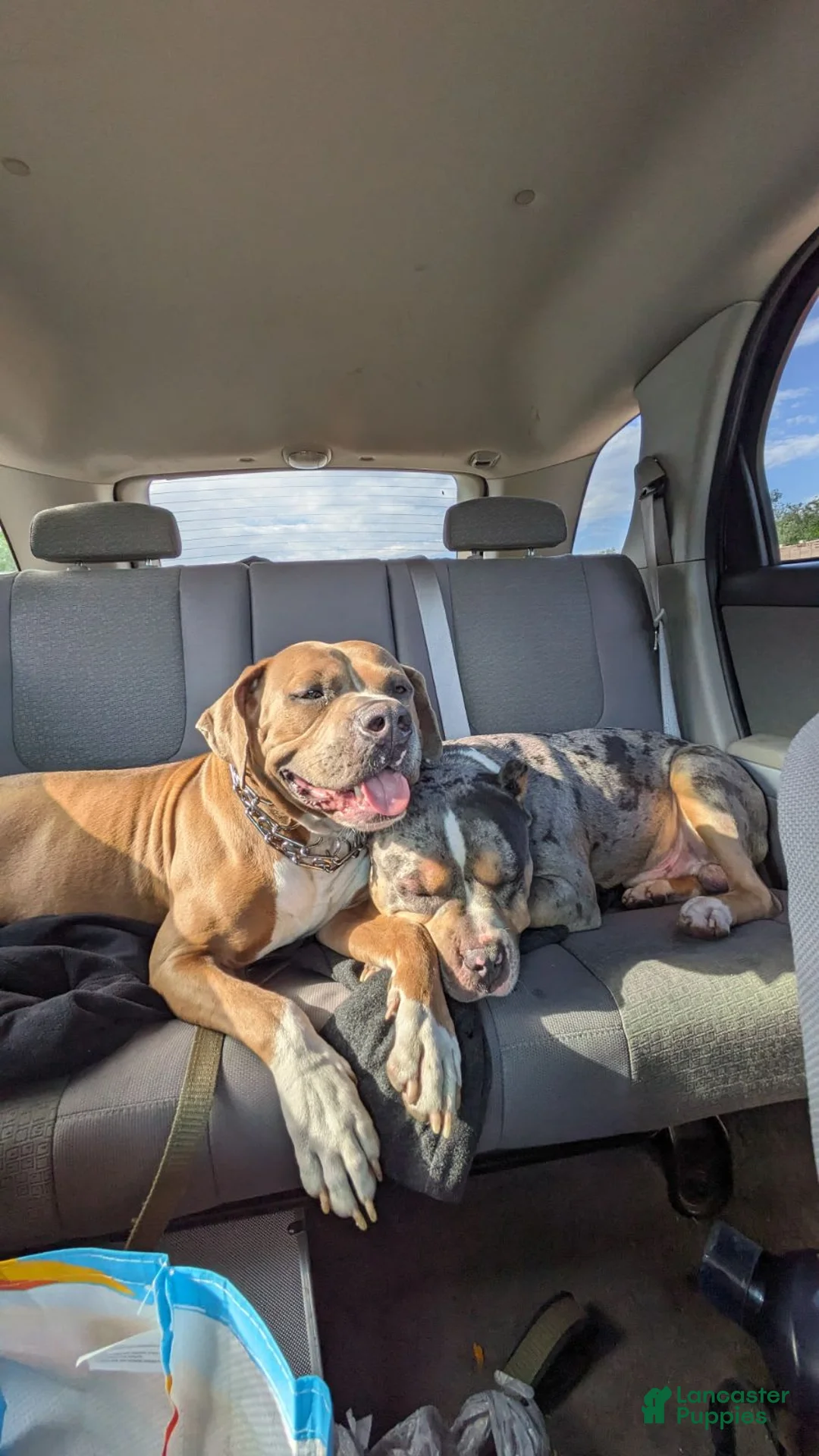 Gallery Image {{count}}