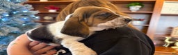Basset Hound dogs for sale: Cindy - Ad 5