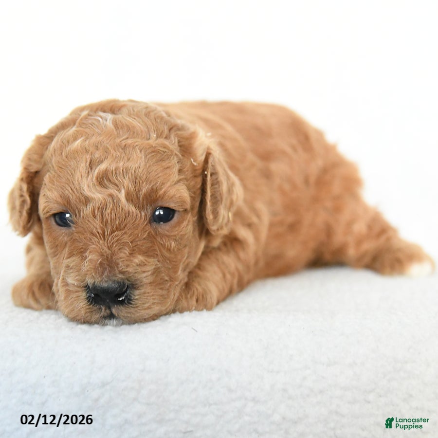 Toy Poodle dogs Jewel - Ad 32