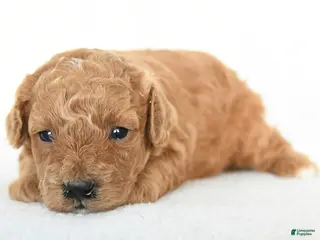 Toy Poodle dogs Jewel - Ad 32