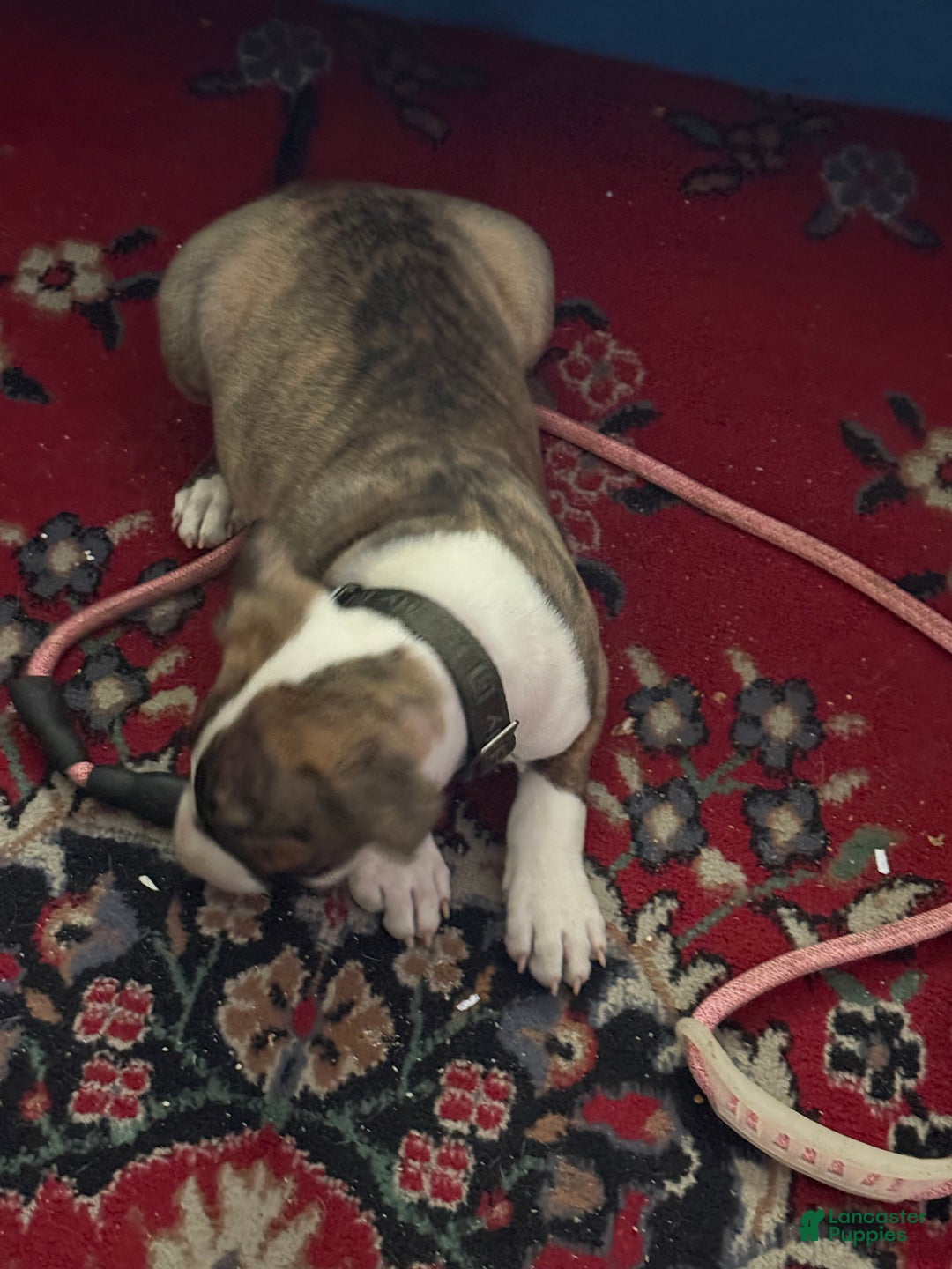 Bull Terrier dogs for sale: Bull Terrier Puppy 1 - Ad 2