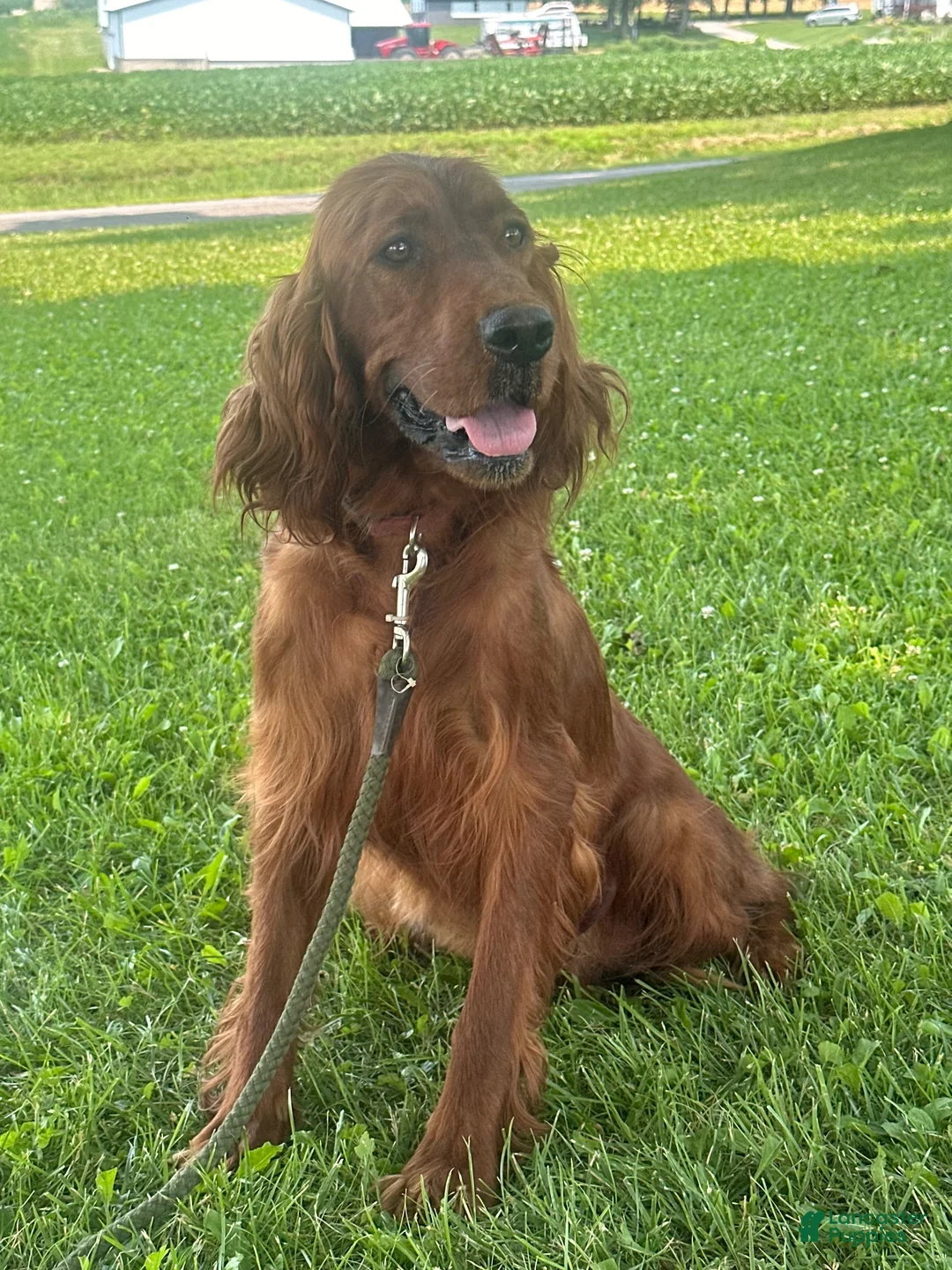 Irish Doodle dogs for sale: Daisy - Ad 15