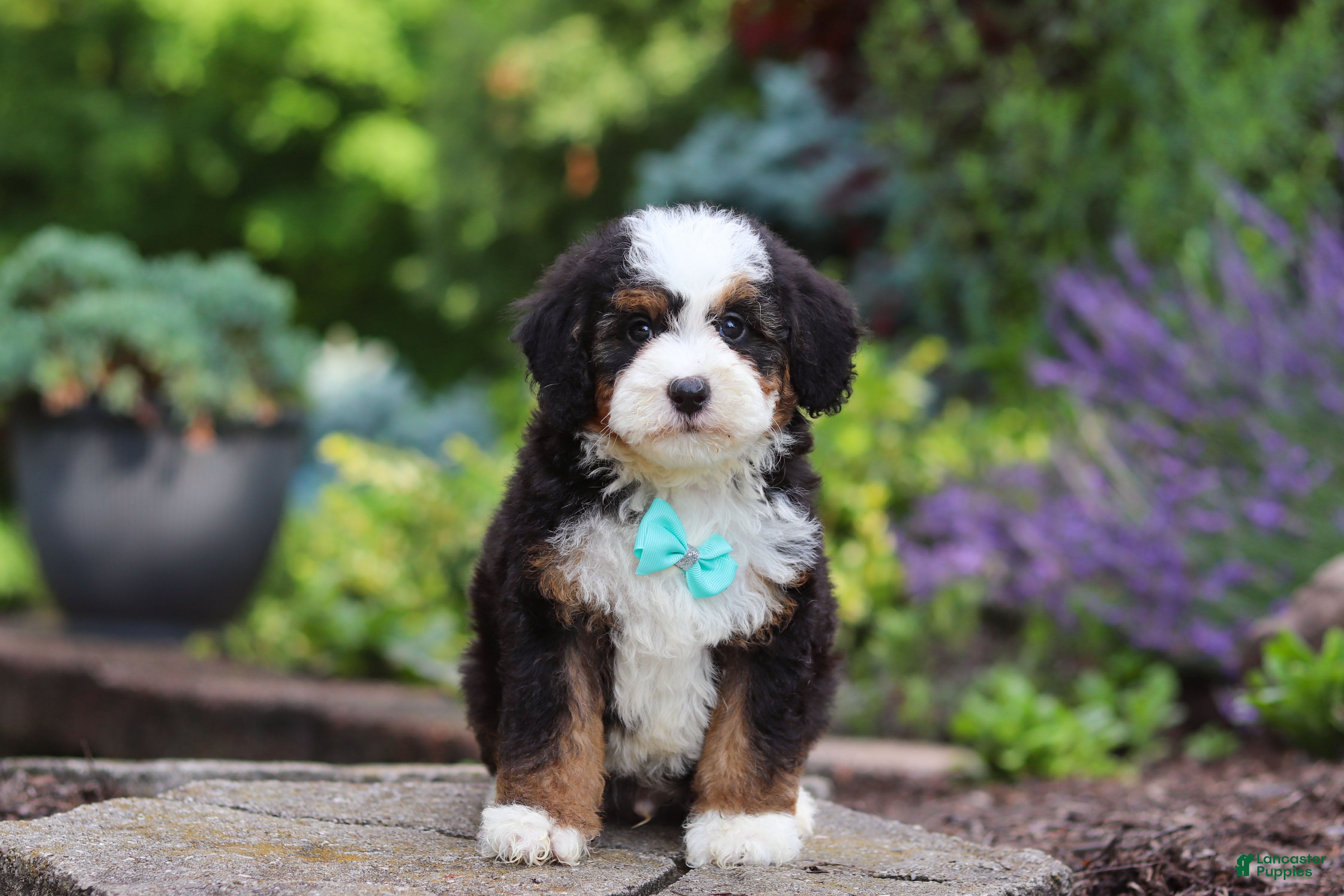 Mini Bernedoodle dogs Denzel - Ad 1