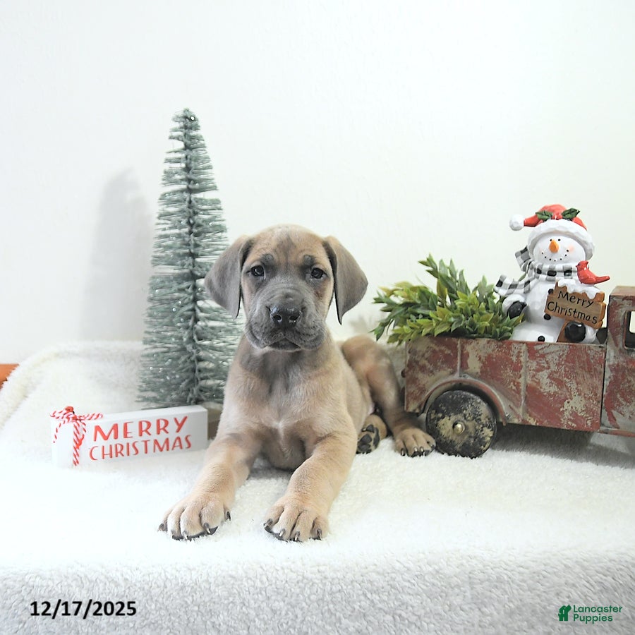 Great Dane dogs Ian - Ad 5