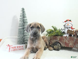 Great Dane dogs Ian - Ad 5