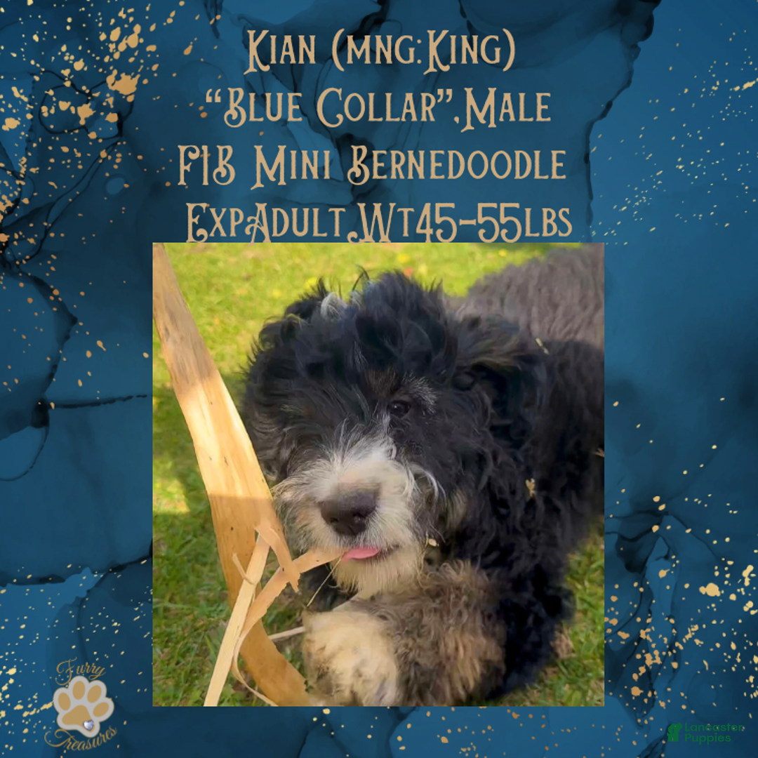 Mini Bernedoodle dogs for sale: Kian “Blue Collar” Male - Ad 3