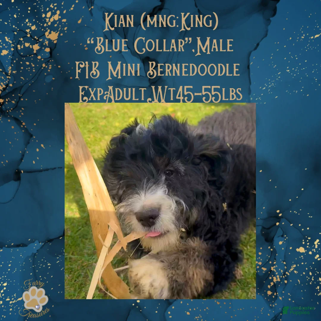 Mini Bernedoodle dogs for sale: Kian “Blue Collar” Male - Ad 20