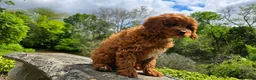 Cavapoo dogs for sale: Hunter - Ad 10