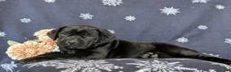 Cane Corso dogs for sale: Joelle - Ad 5