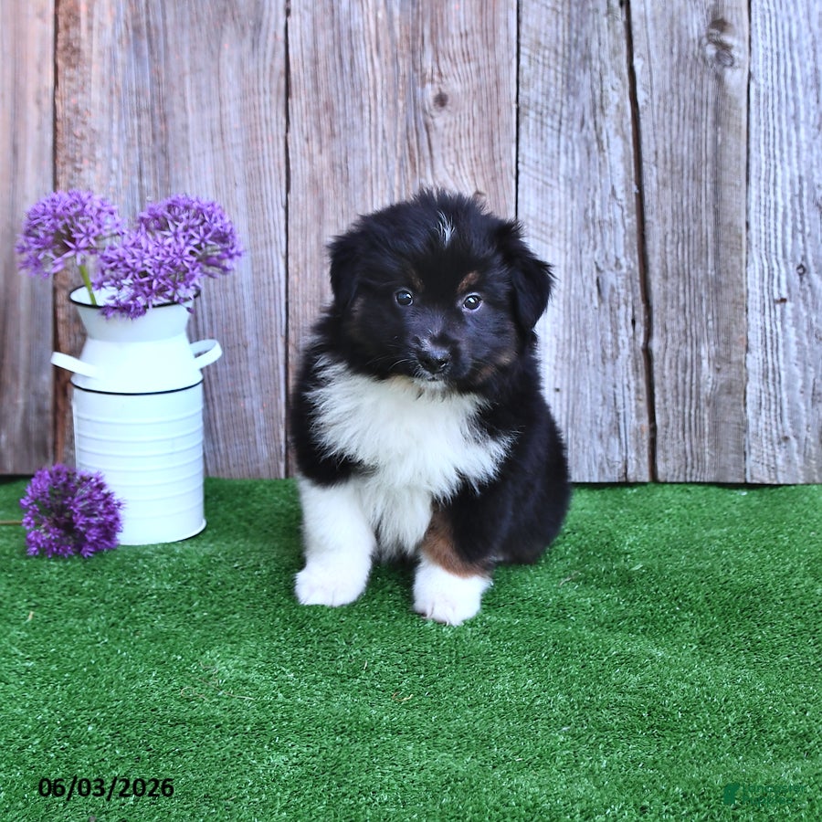 Miniature Australian Shepherd dogs for sale: Rocket - Ad 3