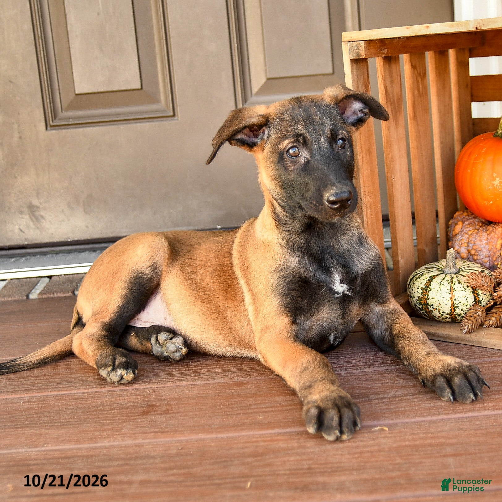 Belgian Malinois dogs for sale: August - Ad 2