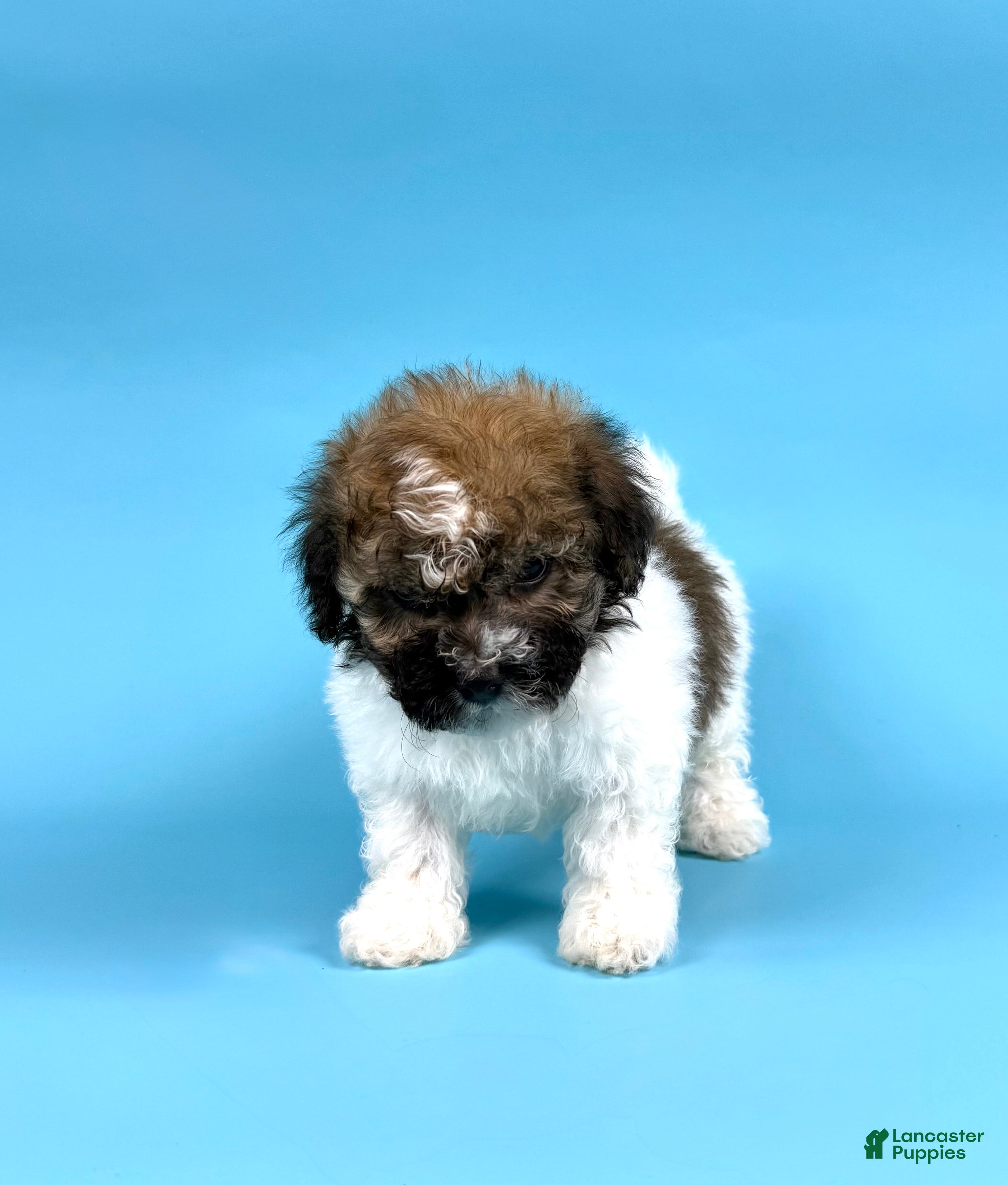 Havanese dogs DRAKE - Ad 2
